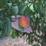 peaches-150x150
